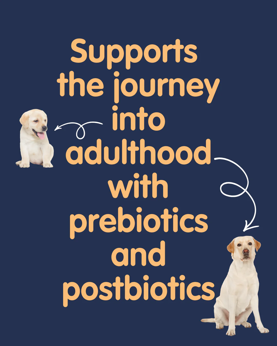 Gut + Immune Puppy and Maturity Treats - Image 4