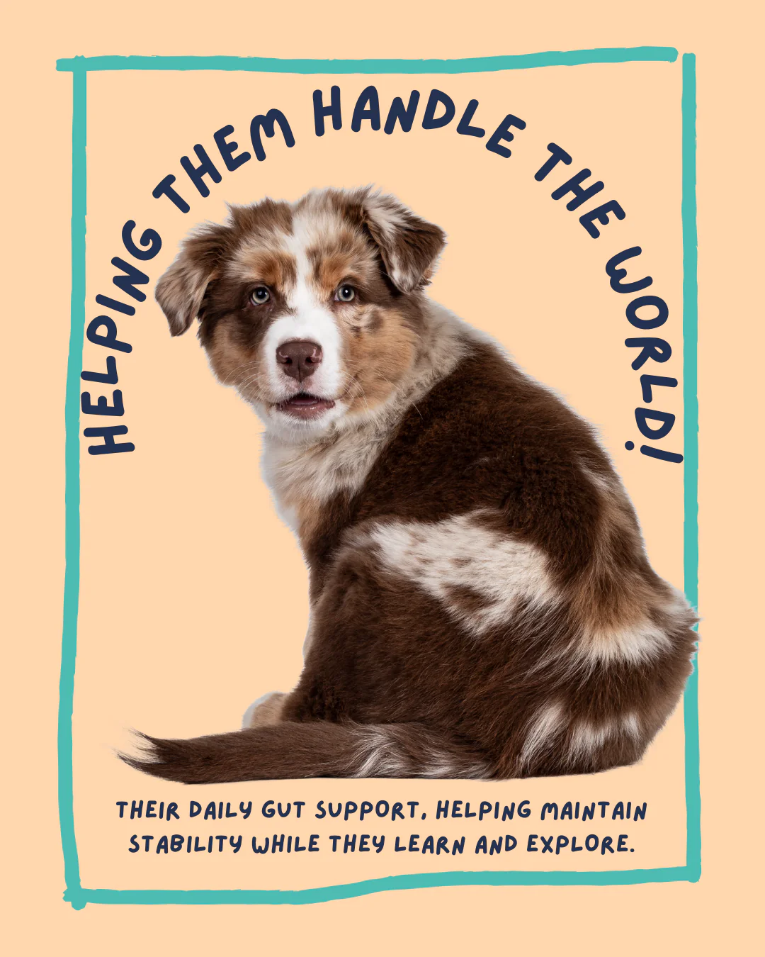 Gut + Immune Puppy and Maturity Treats - Image 6