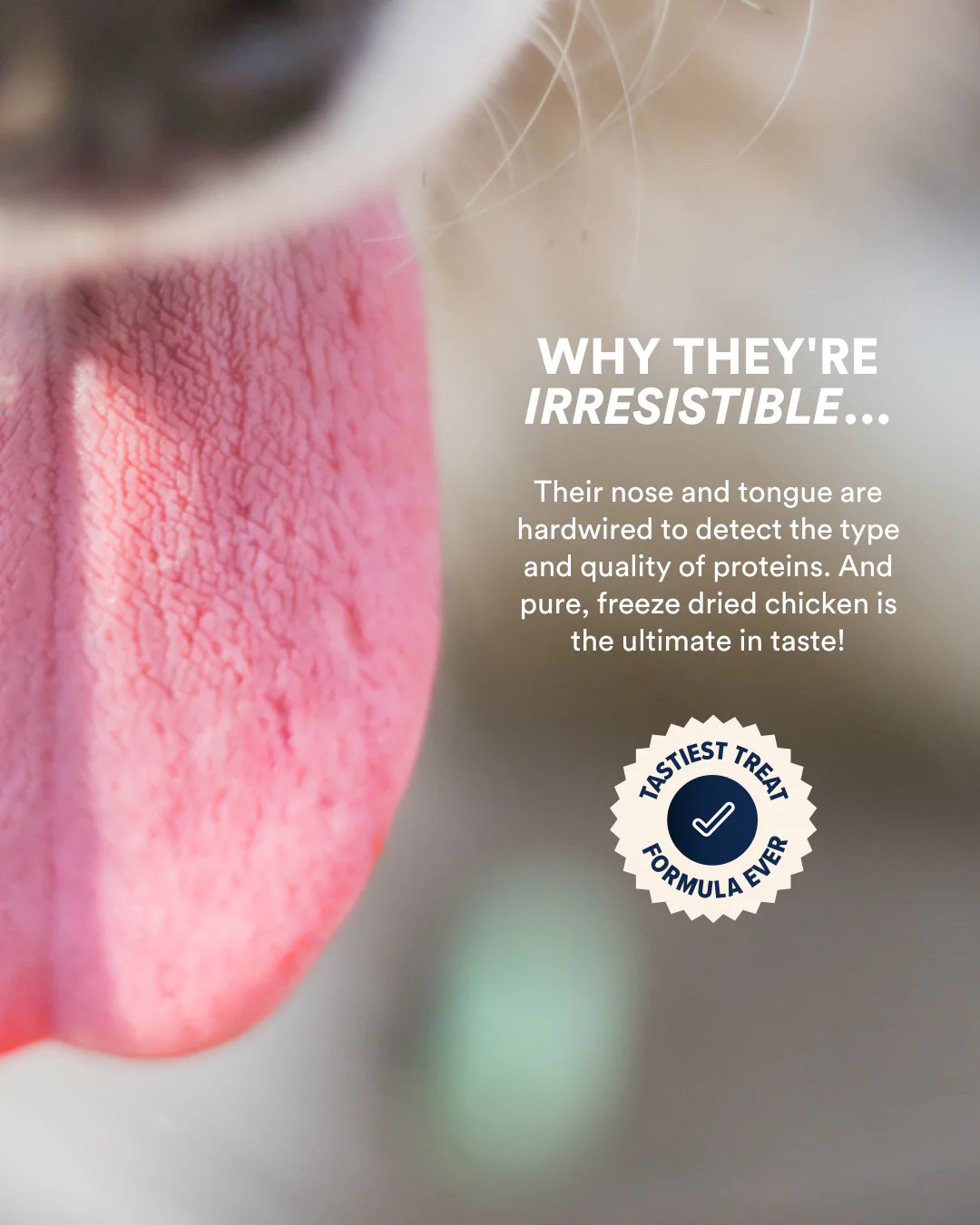Just Because Freeze Dried Dog Treats - Image 2