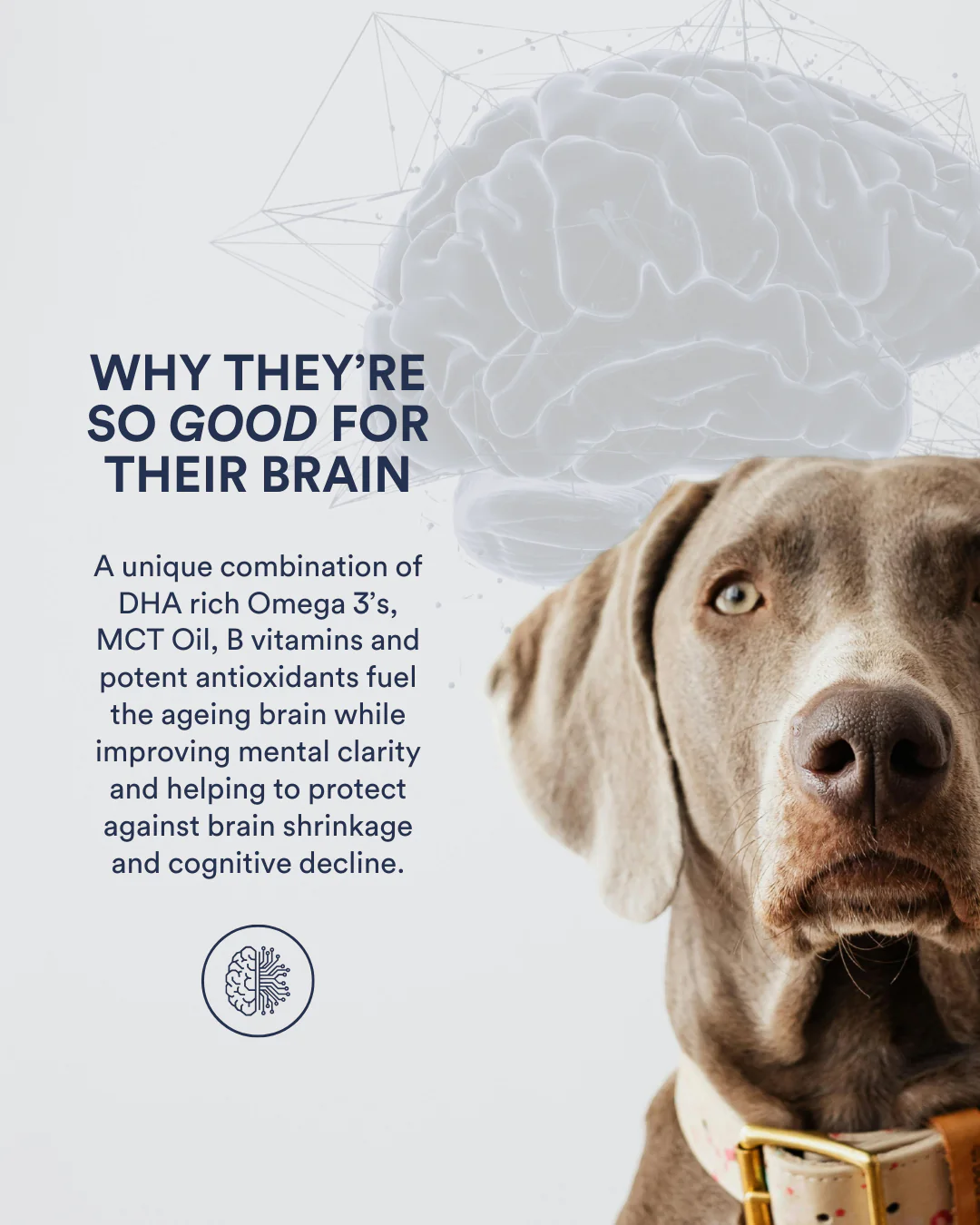 Longevity Brain + Joint Freeze Dried Dog Treats - Image 3